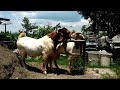 Boer Goat Crosses Indigenous Goats To Improve Quality Goat Farming In Village