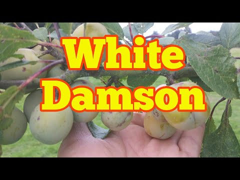 download lagu mp3 mp4 Damson Varieties List, download lagu Damson Varieties List gratis, unduh video klip Damson Varieties List
