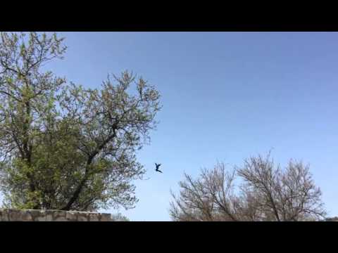 Эзан в Бахчисарае.Ханская мечеть