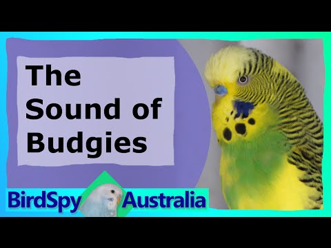 3 Hours of Budgies Chirping and Singing | BirdSpyAus