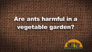 Q&A - Are ants harmful in a vegetable garden?