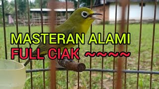 Download lagu Masteran Kecial Kuning || Full Ciak Alami || Lombok Sasak tv mp3 Download lagu Masteran Kecial Kuning || Full Ciak Alami || Lombok Sasak tv mp3