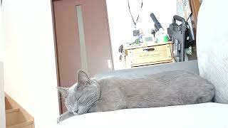 #毛づくろいから寝るまでの猫#猫動画#猫のかわいい動画#猫の毛づくろい#猫が眠るまで