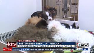 New undercover HSUS video accuses Petland chain of having sick and dying puppies
