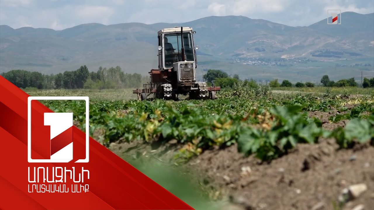 Շիրակում 30 տոկոսով ավելացել են հացահատիկային մշակաբույսերի ցանքատարածությունները