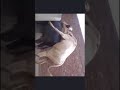 Cow Meeting Shorts Youtubeshorts Viral Trending