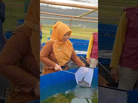Tebar benih lele BUMdes Berkah makmur Cikawung