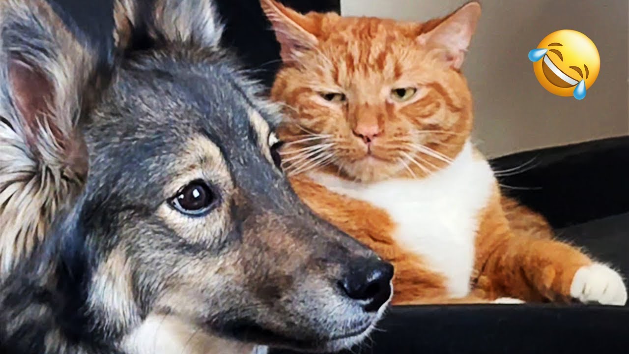 You Laugh You Lose 🤣Funniest cat and dog will make you laugh uncontrollably 🤣😻