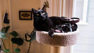 Video thumbnail for A Year With My Leica M7 | My Favorite 35mm Film Camera by abdul dremali