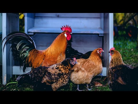 Rooster Crowing Compilation | Wow Animals with Music | Chicken Song and Dancing Rooster | Chicken C1