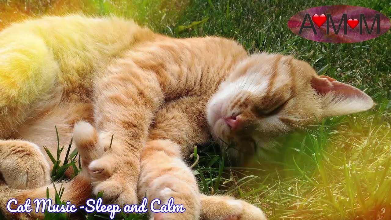 Musica per GATTI. Calmare,  rilassare e far dormire il tuo gatto. FUNZIONA!!!!