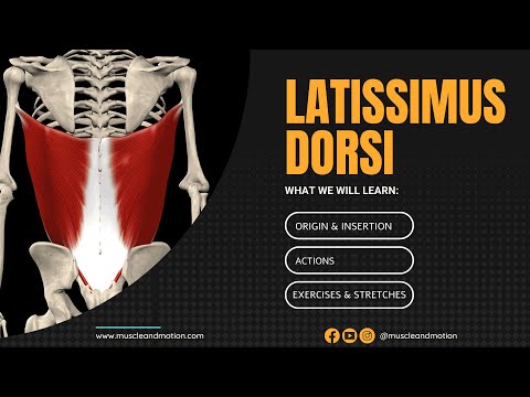 The Latissimus Dorsi: Anatomy and function