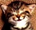 Cat singing Happy Birthday song 