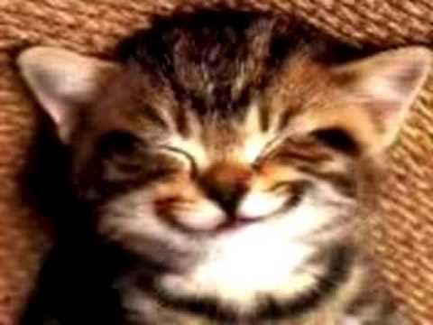 Thema: Verjaardagskaarten e-card : happy kitten