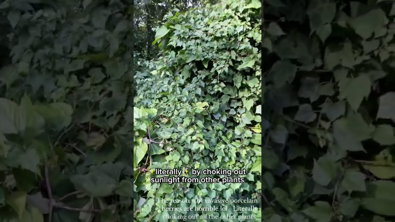 Porcelain berries - the invasive diva #gardening #growyourownfood #homestead #nativeplants