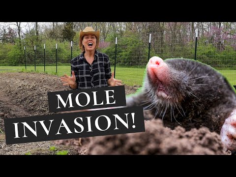 How to Get Rid of Moles in the Garden- Moles Be Gone!