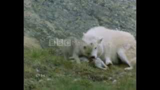 hey mama wolf - Devendra Banhart - subtitulado al