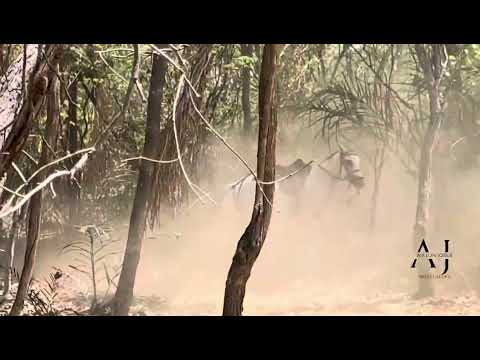 4• Pega de boi no mato Local parque de Vaquejada os Petos￼￼ município alto ￼ longa ￼ Piauí