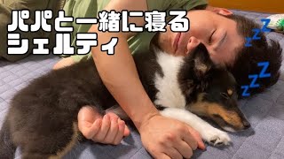 [生後4ヶ月]パパ大好きなシェルティ🐶🎀