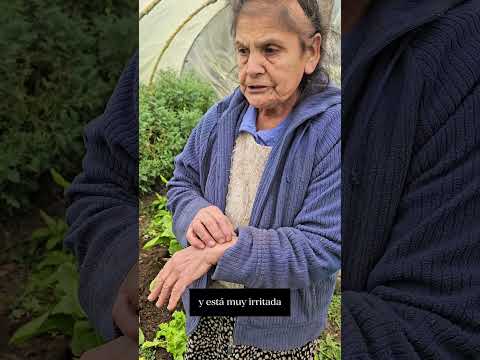 Los yuyos en El Tranquilo, Alto Palena #tradiciones #culturachile #chile #tradicion