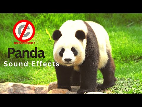 Panda sound effect no copyright | Panda barks, growls and huff | Panda bleats breathes and chomping