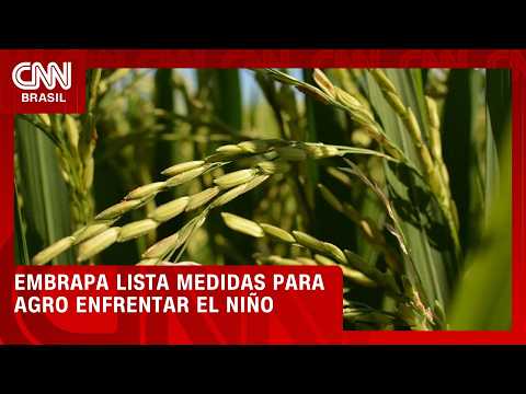 Embrapa lista 163 medidas para agro enfrentar possíveis efeitos do El Niño | CNN AGRO NEWS