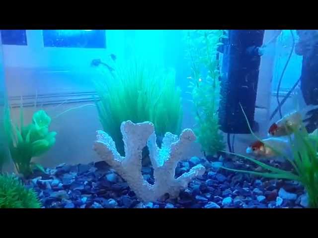 how Aquarium Tropical  Fish fight funny video compilation