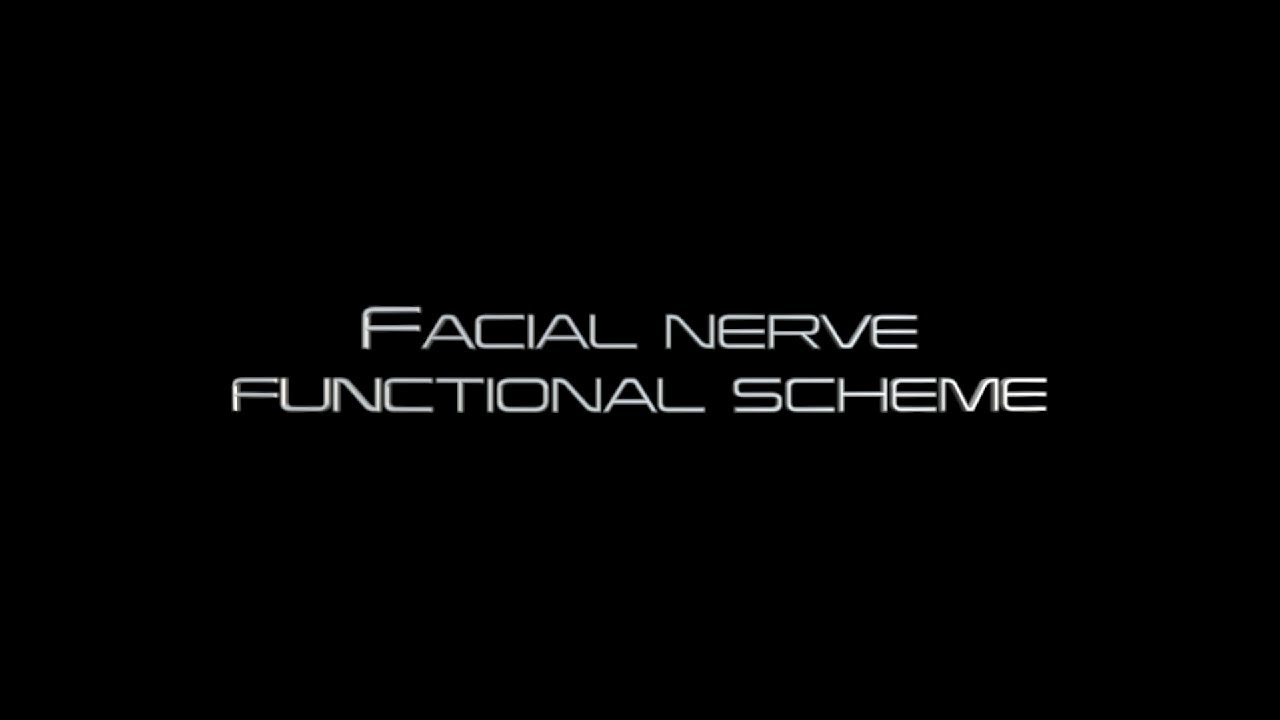 Funkcjonalny schemat nerwu twarzowego
