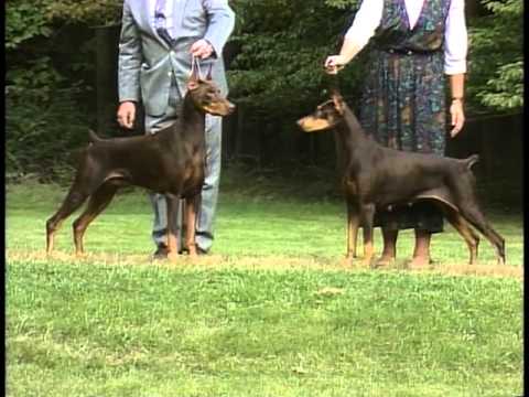 Doberman Pinscher breed video