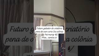 CURIÓ DA COLÔNIA
