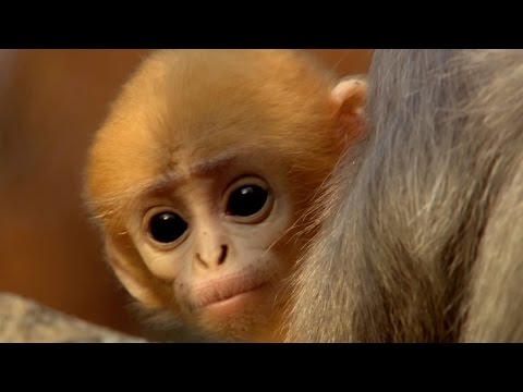 Cute baby monkey has too many babysitters - Animal Super Parents: Episode 3 Preview - BBC