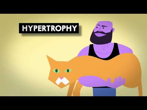 Muscle building exercises