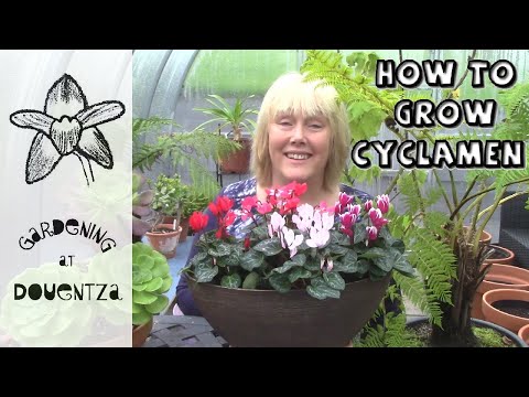 , title : 'Growing Cyclamen Indoors & Common Mistakes || Quick & Easy Guide'