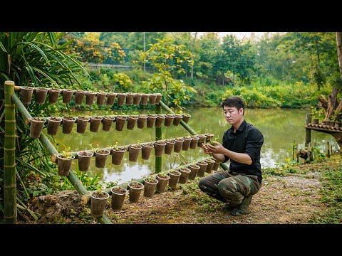 The Journey of Transforming a Barren Garden into a Lush Green Farm