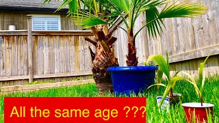 How to make palm trees grow faster