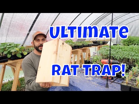 No More Rats!  Easy Homemade Rat Trap