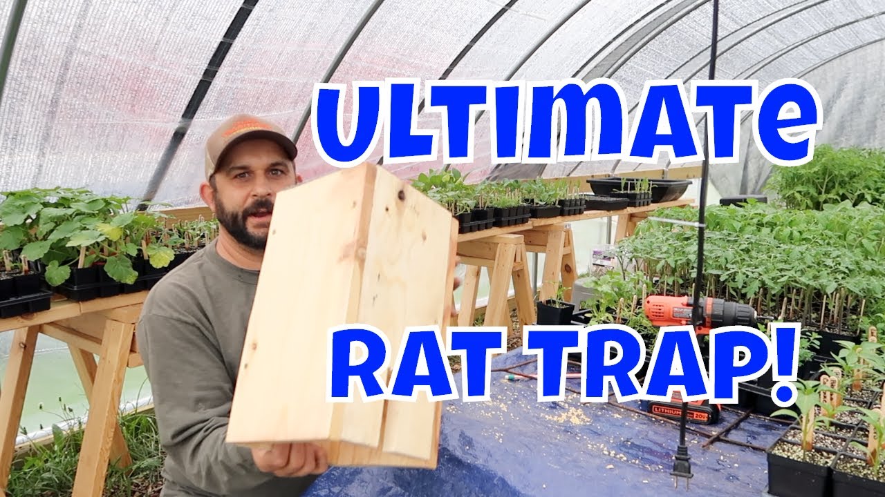 Watch video No More Rats! Easy Homemade Rat Trap Now No More Rats! Easy Homemade Rat Trap