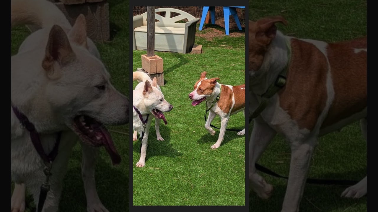 Enlarge Mayson, a Adoptable Mixed Breed in Auburn, AL video 6/6