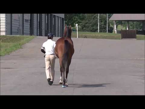 【なるほど】馬の跛行（支跛）を簡単に見つけるポイント【後肢編】