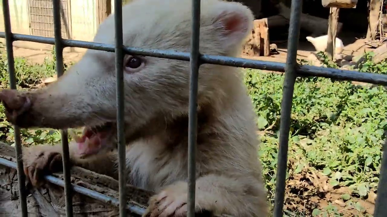 Unwind at Zoo al Maglio, a peaceful retreat filled with fascinating creatures and nature.