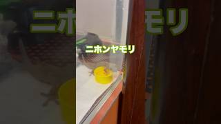 ニホンヤモリ飼いはじめました #shorts