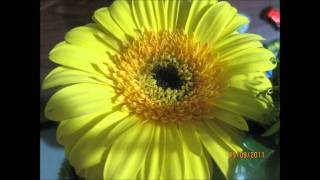 CARIÑO NUEVO MIGUEL ACEVES