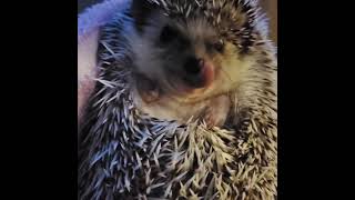 Hedgehog Animals Videos