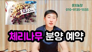 체리묘목 분양 예약  받고 있어요 충남 공주시 [ 윤지농장 ] 010-9135-1535