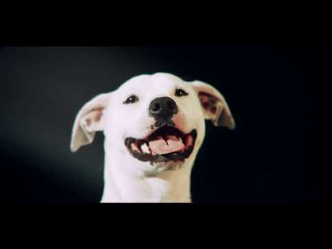 Dawes - I Will Run (Official Video)