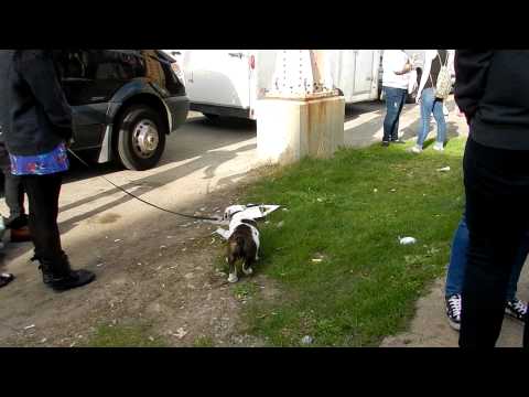 Kellin Quinn's New Puppy! Fangirl Moment #4