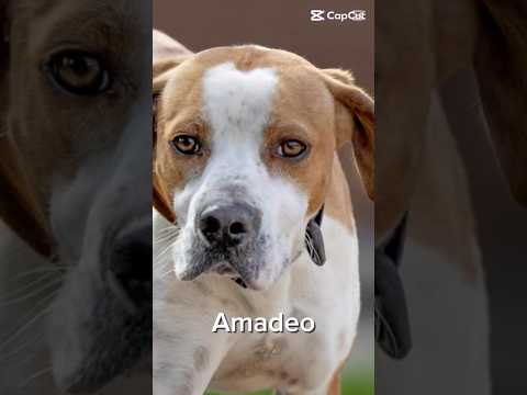 Regalo Amadeo Splendido Giovane Mix Pointer Cerca Famiglia
