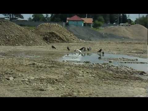 main ferals population at Giroc margin