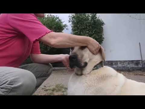 Paul soll TTouches zeigen