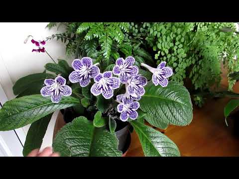 Our Streptocarpus 'Polka Dot Purple' Houseplant in beautiful flower